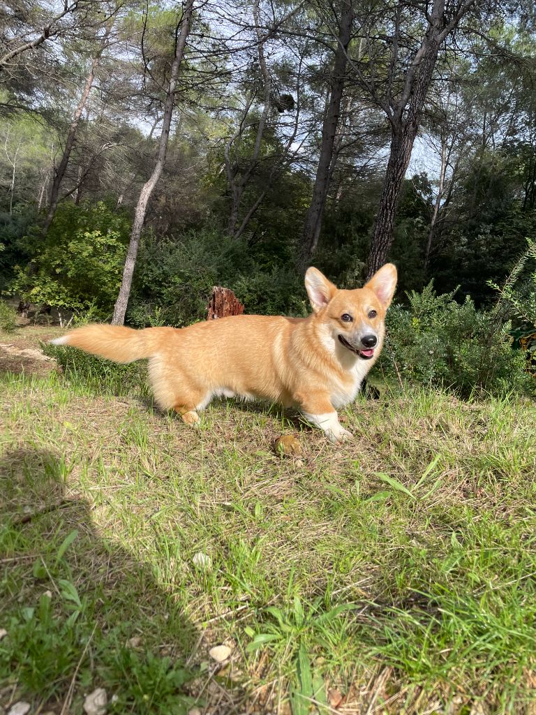 Elisabeth Stefaniak - Chiot disponible  - Welsh Corgi Pembroke